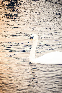 Swan by Anna Zamorska