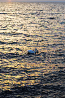 Swan at sunset by Anna Zamorska