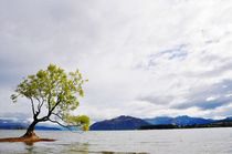 Tree on Wanaka lake by Anna Zamorska
