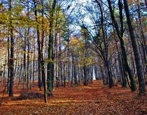 Autumn in polish forest von Anna Zamorska