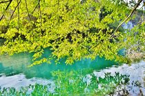 Green leaves over the lake by Anna Zamorska