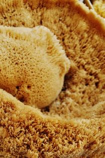 Natural sponge closeup by Anna Zamorska