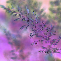 Pink grass by Christina Sillèn