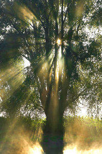 Der leuchtende Baum by Bernhard Kaiser