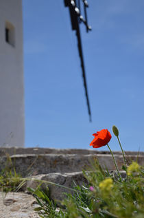 Mohnblume mit Windmühle von Iris Heuer