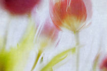 Frühlingsbote Tulpenstrauß von Petra Dreiling-Schewe