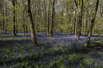 Bluebells Coxsetters Wood by Jim Hellier