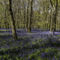 Bluebells-and-whitchurch-19-18-04-170007