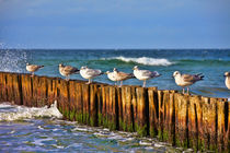 Möwen auf Buhnen - Seagulls on groynes by Thomas Klee