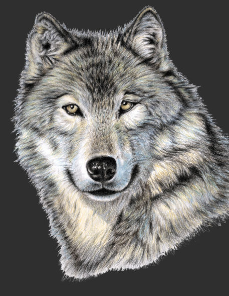 Wolf-frei-test-dunkelgrau-weich