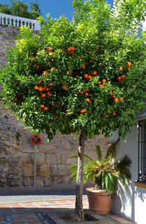 Orangenbaum von Iris Heuer