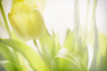 Gelbe Tulpe von Petra Dreiling-Schewe