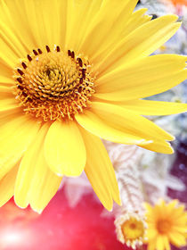 Yellow flower on a colorful blurred background Selective focus Toned photo by Marius Urbonas