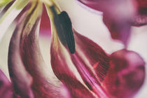 Tulpe  von Petra Dreiling-Schewe