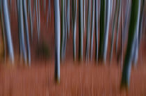 Blurred autumn forest von Thomas Matzl