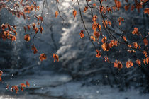 Winterparadies am Flusslauf by elio-photoart