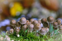 Happy Mushrooms by elio-photoart
