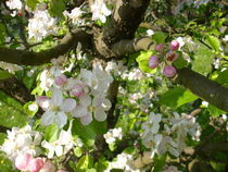 Apfelblüten von rosi-hainz