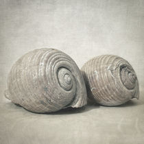 Seashell nO.3 von zapista
