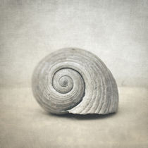 Seashell by zapista