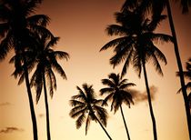 Paradise Island Palms by David Lyons