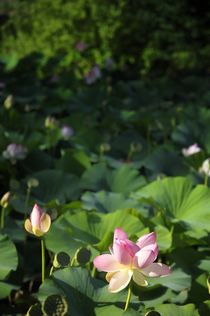 Sacred Lotus #2 by David Lyons