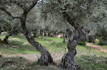 Olivenbäume von Iris Heuer