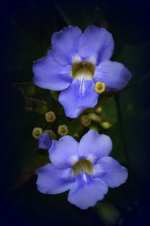 Blaue Blume von Iris Heuer