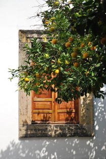 Orangen im Licht by Peter Sebera