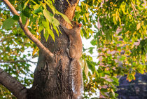 Eichhörnchen by Peter Sebera