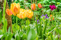 Tulpen  von Peter Sebera