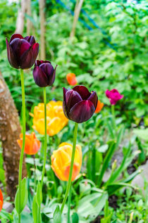 Tulpen von Peter Sebera