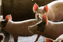 Porks  herd by Gustavo Concepción