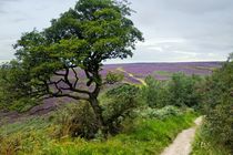 Moorland Path. Goathland, Yorkshire by David Lyons