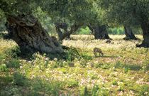 The old olive grove. Mallorca by David Lyons