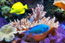 Am Korallenriff by kattobello