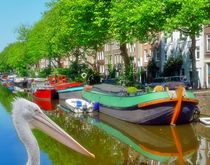 Pelikan in Amsterdam 2 by kattobello