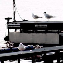 A seagulls life by casselfornia-art
