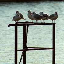 A flock of seagulls meeting in the afternoon von casselfornia-art