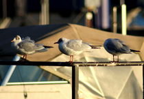 The three seagulls on a row by casselfornia-art