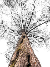 Baum im Nebel by Nicole Bäcker