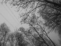 Baumkronen im Nebel von Nicole Bäcker