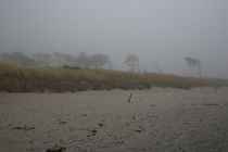 Windflüchter im Nebel by frakn