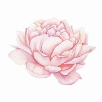 Pink Peony Watercolor  by zapista