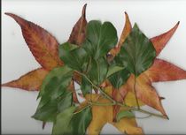 Blätter im Herbst von Ursula Huber