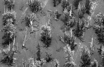 Bristlecone Pines at Inyo, California. B&W by David Lyons