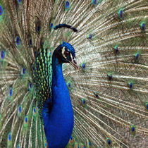 Pfauen-Schönheit, peacock von Dagmar Laimgruber
