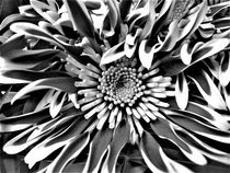 Chrysanthemenblüte in schwarz-weiß by assy