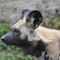 Hyanenhund-zoo-basel-40