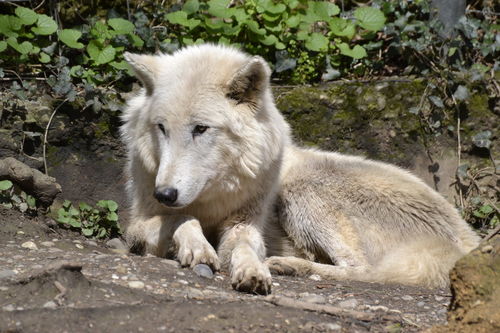 Wolf-zoo-basel-15